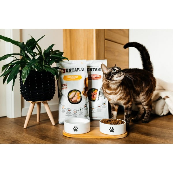 Set di ciotole in ceramica con base per cani ø 13 cm Dog Fantasy - Plaček Pet Products-image-1