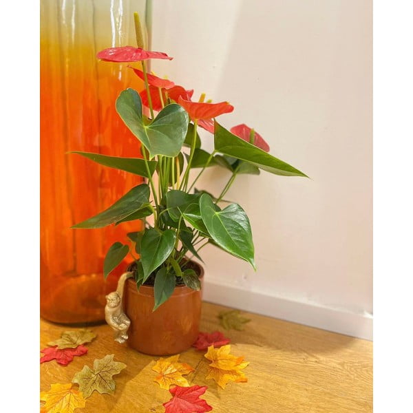 Piccola decorazione in poliresina Monkey - Sass & Belle-image-3