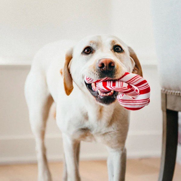 Giocattolo per cane Caramelle di Natale - P.L.A.Y.-image-1