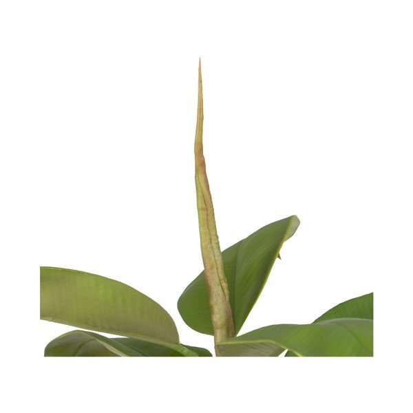 Pianta artificiale (altezza 116 cm) Oak Tree - Ixia-image-3