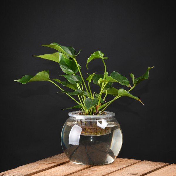 Vaso in plastica ø 22 cm - Esschert Design-image-1