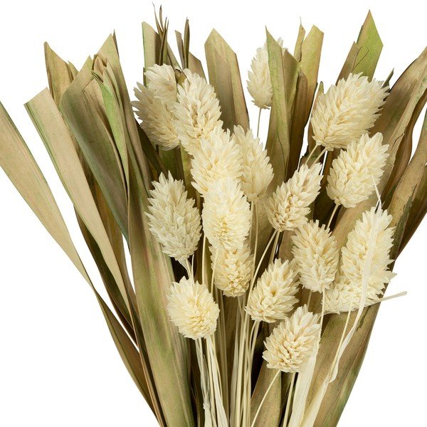 Pianta essiccata Phalaris - Sema-image-1
