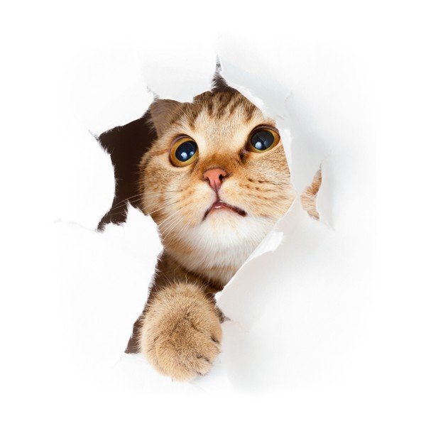 Gatto adesivo nel buco - Ambiance-image-1