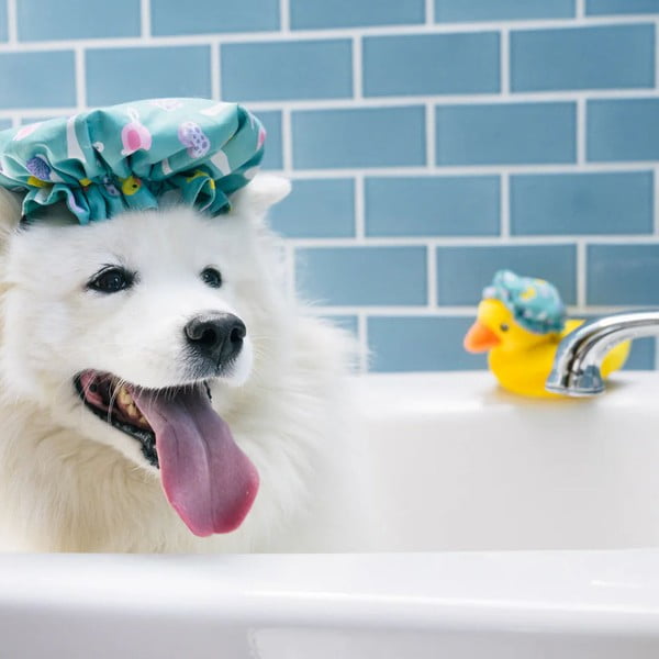 Giocattolo per cane Cuffia – P.L.A.Y.-image-2