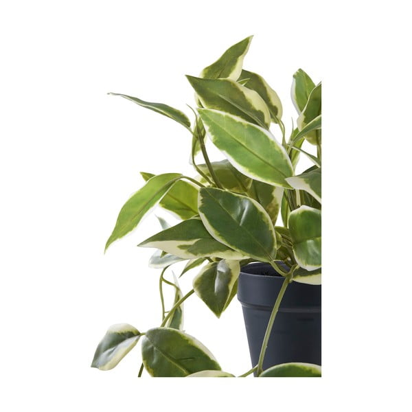 Pianta artificiale (altezza 33 cm) Hoya Carnosa - House Nordic-image-4