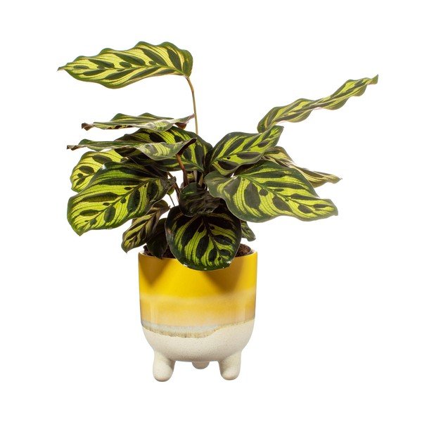 Vaso giallo Bohemian Home , ø 11,7 cm Mojave - Sass & Belle-image-2