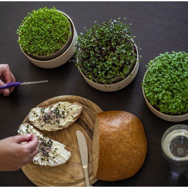 Vasetto per germogli in plastica ø 16 cm Microgreens – Plastia-image-1