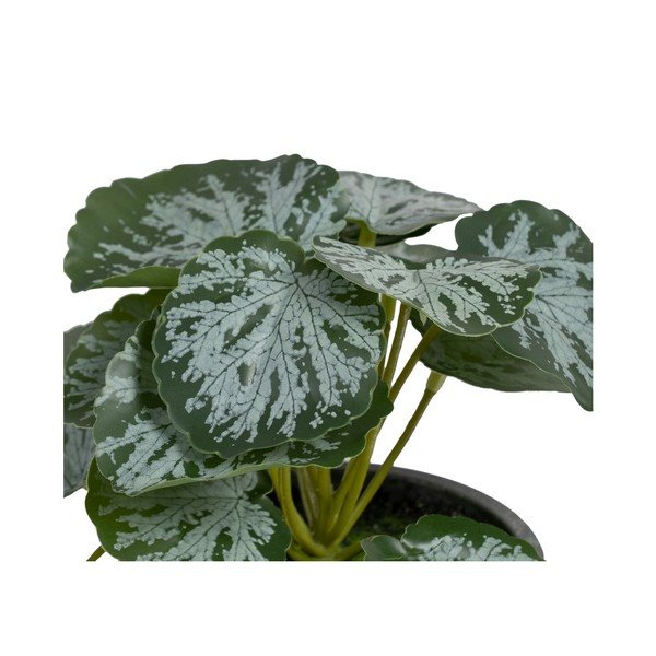 Pianta artificiale (altezza 21,5 cm) Saxifraga - Ixia-image-1