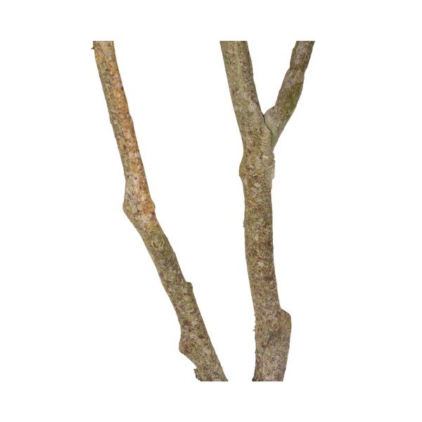 Pianta artificiale (altezza 116 cm) Oak Tree - Ixia-image-4