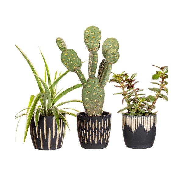 Coprivaso in terracotta in set da 3 pezzi ø 8 cm Grafitto - Sass & Belle-image-2