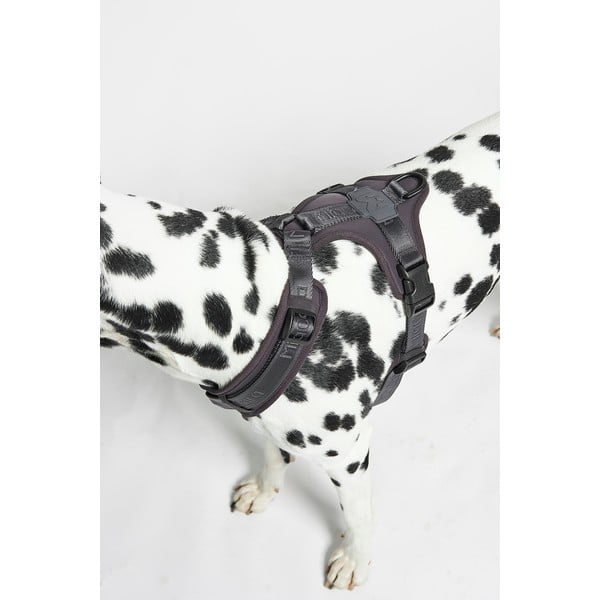 Pettorina grigio scuro taglia L lunghezza 42 cm Modena Asphalt L - MiaCara-image-3