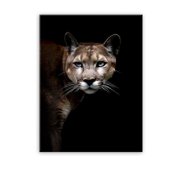 Immagine Animali Glas Cougar, 70 x 100 cm - Styler