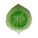 Piatto in gres verde, 19 x 22 cm Riviera - Costa Nova
