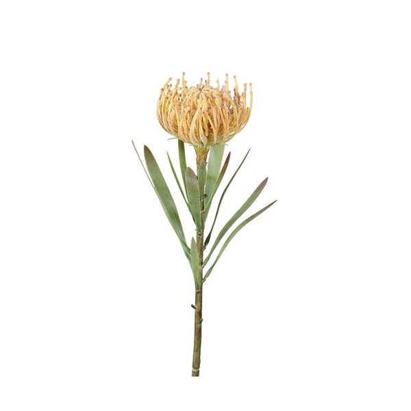 Fiore artificiale (altezza totale 43 cm) Protea – Ego Dekor