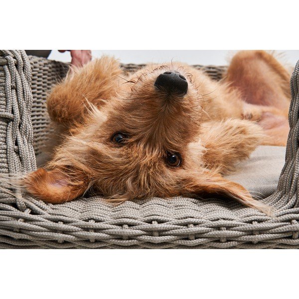 Cuccia per cani beige 58x68 cm Mio Greige S - MiaCara-image-1