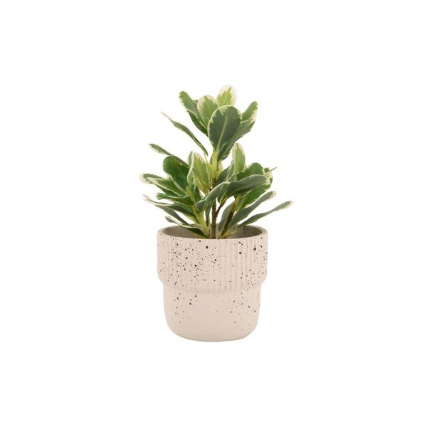 Vaso in cemento beige chiaro ø 14 cm Speckles - PT LIVING-image-2