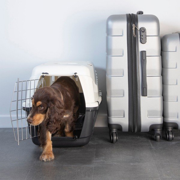 Cassa per animali 38x58 cm - Love Story-image-1