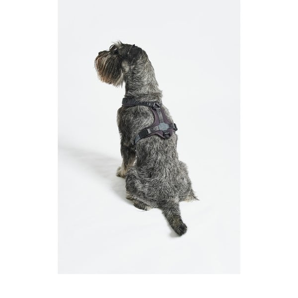 Pettorina grigio scuro taglia S lunghezza 30 cm Modena Asphalt S - MiaCara-image-2