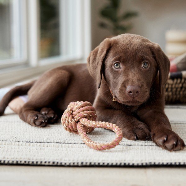 Giocattolo per cani Otto – OYOY Living Design-image-2