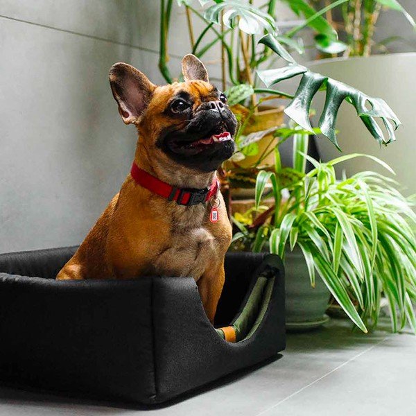 Cuccia nera per cani 48x48 cm Up and Down XL - Rexproduct-image-1