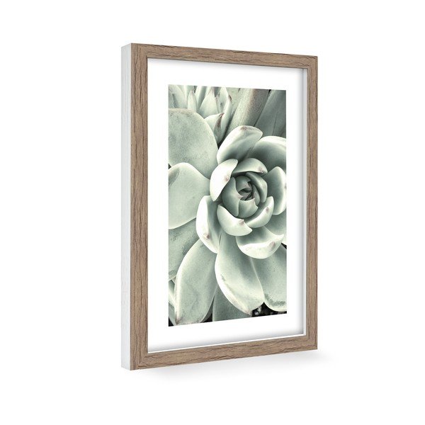 Poster 60x90 cm Aloe - knor-image-1