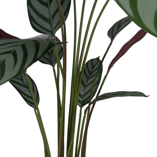 Pianta artificiale (altezza 150 cm) Calathea - Ixia-image-2