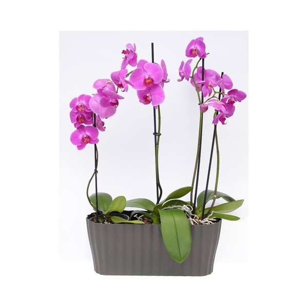 Vaso grigio antracite Tirola, lunghezza 38 cm - Plastia-image-2
