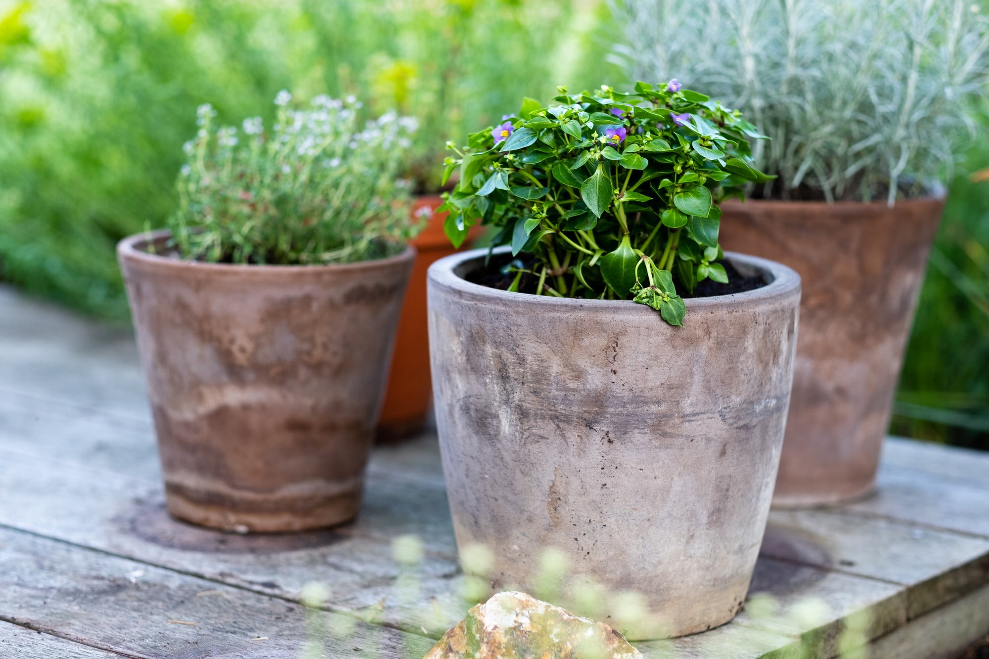 Utilizza vecchi vasi che hanno già sviluppato una patina. Fonte: Flera.