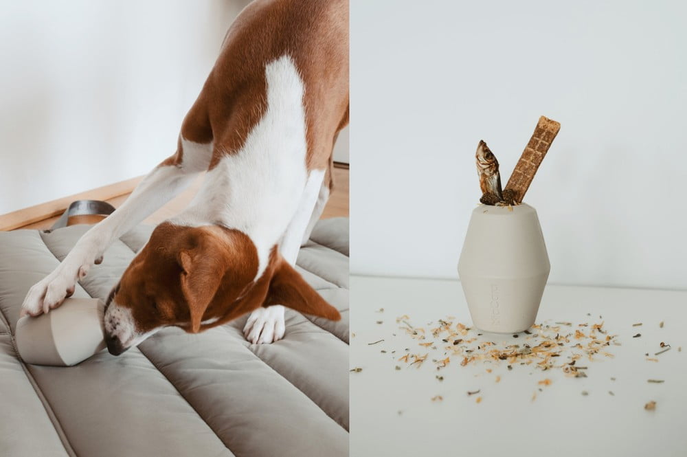 Ispirazione: Animali domestici