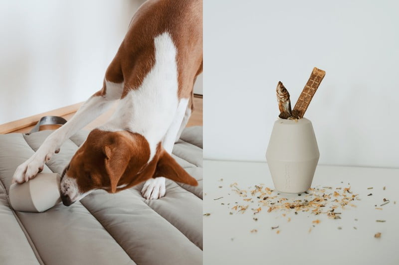 Ispirazione: Animali domestici