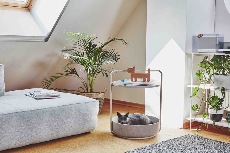 Ispirazione: Soggiorno, Animali domestici, Stile scandinavo