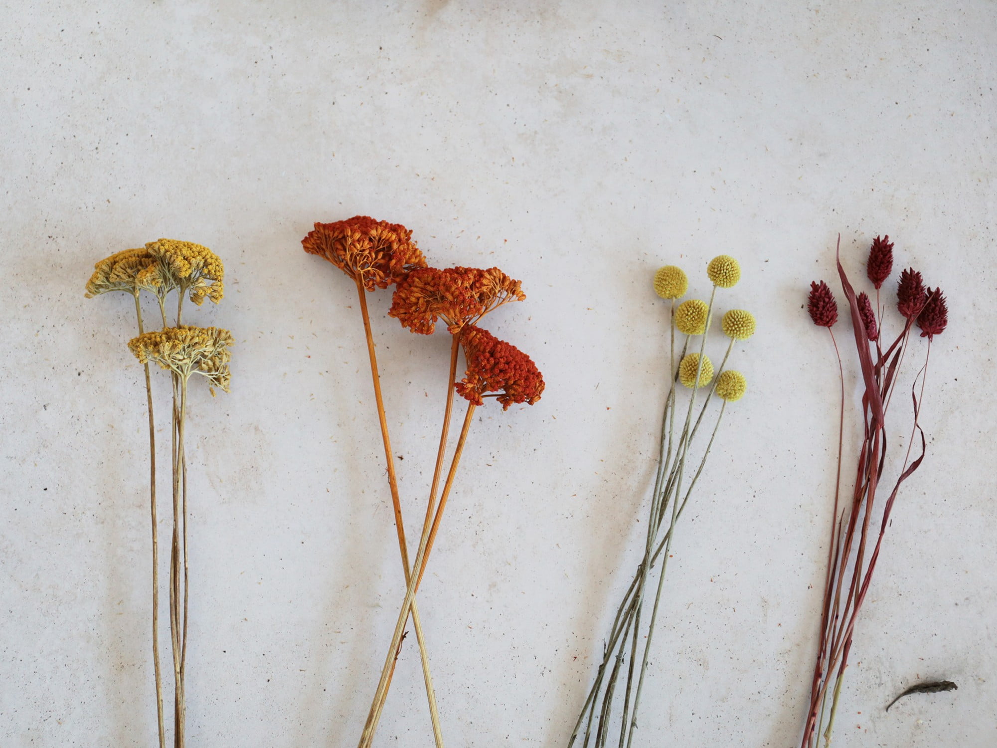 Puoi trovare fiori secchi colorati in qualsiasi negozio di fiori