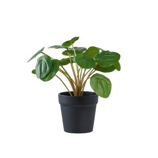 Fiori in vaso