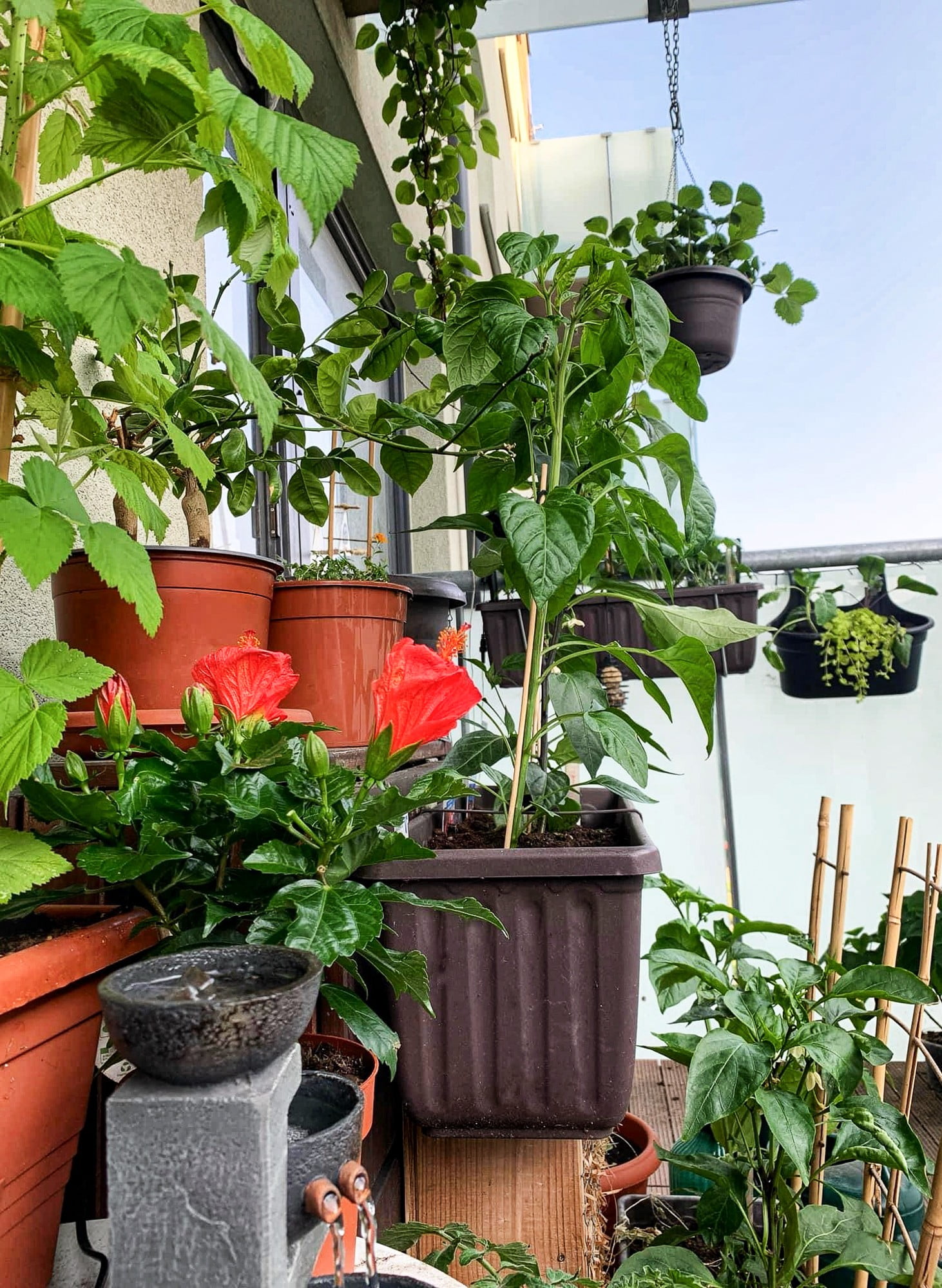 Pianta le fragole nei vasi sospesi