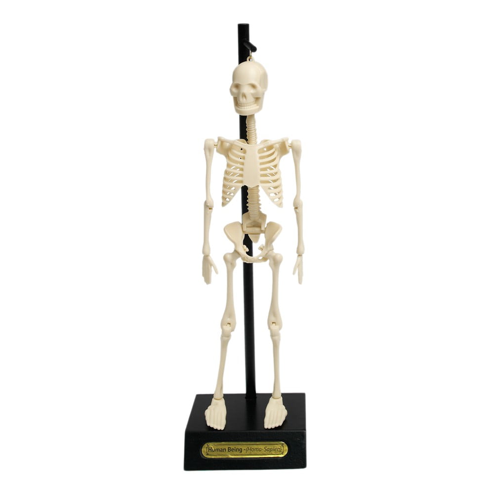 Modello di scheletro anatomico Anatomical Skeleton - Rex London | Altre piccole decorazioni